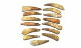 Clearance Lot: to Bargain Spinosaurus Teeth - Pieces #289407-2